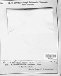 Paramyrothecium roridum image